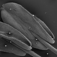 Rasterelektronenmicroscopische afbeelding van de helmhokjes van Pentas lanceolata met stuifmeelkorrels op het oppervlak.