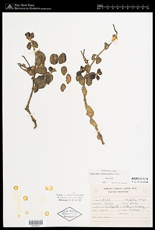 <i>Peperomia villicaulis</i> Species of epiphyte