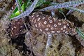 * Nomination Sea cucumber (Holothuria sanctori), Cablo de Palos, Spain --Poco a poco 08:17, 23 June 2023 (UTC) * Promotion Very good. -- Ikan Kekek 05:59, 24 June 2023 (UTC)