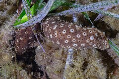 File:Pepino de mar (Holothuria sanctori), Cabo de Palos, España, 2022-07-15, DD 108.jpg (Category:Holothuria sanctori)