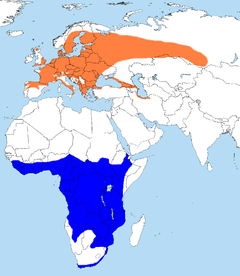 Orange: yngleområde Blå: Overvintringssted