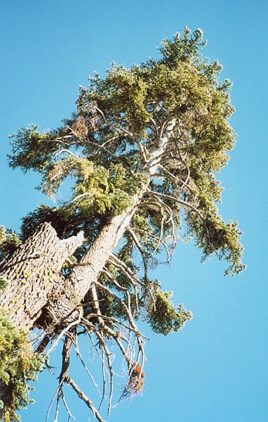 File:Perseverance of Decapitated Tree.jpg