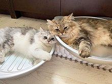 Silver and golden Persian cat chinchilla golden male and silver female.jpg