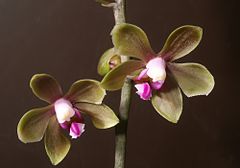 Description de l'image Phalaenopsis stobartiana Orchi 814-1.jpg.