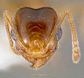 Pheidole yaqui casent0005776 head 1. jpg