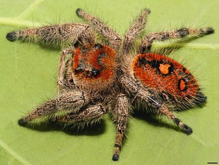 <i>Phidippus regius</i> Species of jumping spider in the genus Phidippus