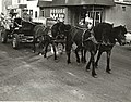 Photograph of a horse-drawn float in the Centennial Parade held in Deseronto, Ontario, on Thursday, 17th June, 1971. Taken on Main Street, in front of Lyons' grocery store. (5036601479).jpg