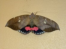 imperial fruit sucking moth