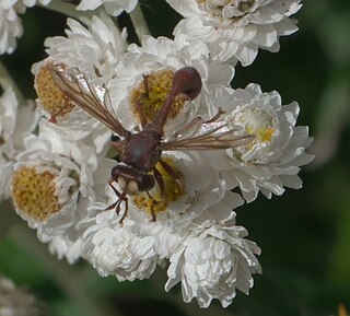 <i>Physocephala burgessi</i> Species of fly