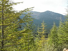 Vista del Valle del Nacedero, con coníferas de repoblación forestal.