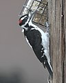 adult male, subspecies monticola, tongue visible