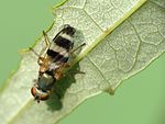 Picture-winged Fly (7469978046).jpg