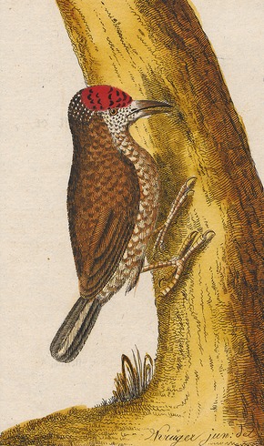 Descrição da imagem Picumnus minutissimus - 1700-1880 - Impressão - Iconographia Zoologica - Coleções Especiais University of Amsterdam - UBA01 IZ18700013 (cropped1) .tif.