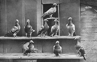 Pigeons voyageurs