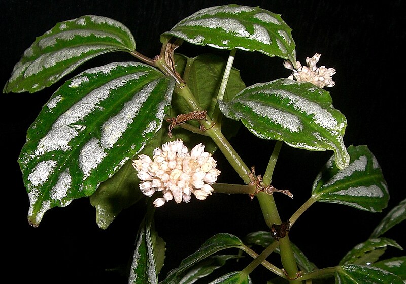 800px-Pilea_cadierei_flower.jpg