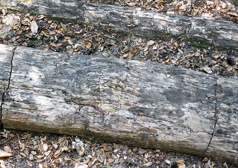 File:Pinus sp. (fossil pine tree trunk) (Sonoma Volcanics, Upper Pliocene, 3.2 to 3.4 Ma; Calistoga Petrified Forest, Calistoga, California, USA) 16 (49097502928).jpg