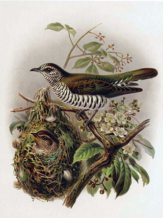 <i>Chalcites</i> Genus of birds