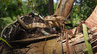 <i>Trimeresurus andersonii</i> Species of snake