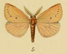 Pl.1-05-Laelia rosea Schaus & Clements ، 1893.JPG