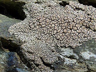 <i>Placopyrenium</i> Genus of lichen