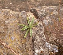 Adult, Bonsai-like plant (~3 cm in diam.) growing in a rock crack