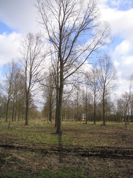 File:Plantation of Willows - geograph.org.uk - 122463.jpg