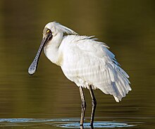 Royal spoonbill Platalea regia 2 - Sydney Olympic Park.jpg