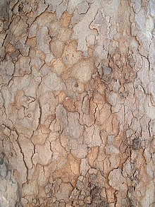 Bark of P. orientalis Platanus orientalis bark on trunk 02.jpg