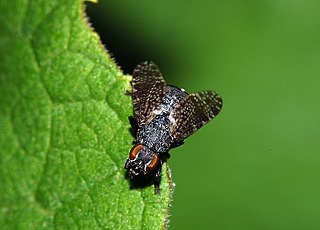 Platystomatidae Family of flies