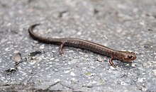 Northern Ravine Salamander specimen Plethodon richmondi on rock.jpg