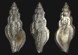 <i>Pleurotomella quoniamensis</i> Extinct species of gastropod