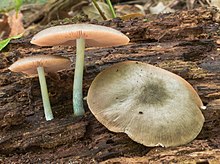 Pluteus americanus Pluteus americanus.jpg