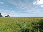 La colline à la ferme de Nautuc.