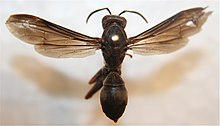 Polistes metricus.jpg