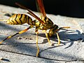 Thumbnail for Polistes olivaceus