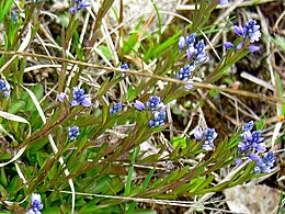 Karčioji putokšlė (Polygala amarella)