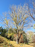 Thumbnail for File:Populus deltoides in Golden Valley Tree Park, May 2022 01.jpg