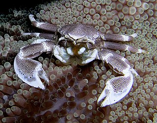 <i>Neopetrolisthes maculatus</i> Species of crustacean