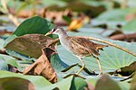 Thumbnail for White-browed crake