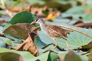 White-browed Moorhen