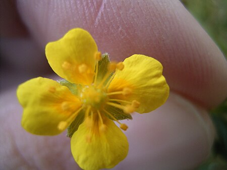 Tập_tin:Potentilla_erecta_bloem.jpg