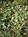 Potentilla sterilis