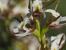 Prasophyllum odoratum cvijet.jpg