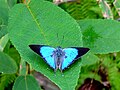 フィリピン、ミンダナオ島・アポ山中の成虫・オス