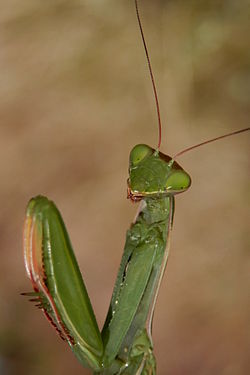 Praying Mantis (Mantis religiosa religiosa)