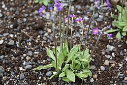 Primula scandinavica Norjanesikko C IMG 4111.JPG