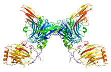 The AXL receptor tyrosine kinase, showing the symmetry of the dimerized receptors Protein AXL PDB 2c5d.png