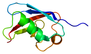 FAF1 Protein-coding gene in the species Homo sapiens