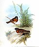 Prunella rubeculoides by John Gould.jpg