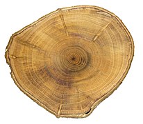 Prunus domestica (European plum), Cross-section, wood